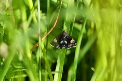 Noctuelle en deuil 