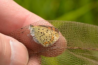 Cuivré fuligineux 