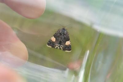 Noctuelle en deuil 