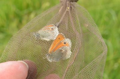 Fadet commun 