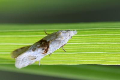 <i>Cochylimorpha straminea</i>