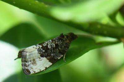 <i>Hedya pruniana</i>