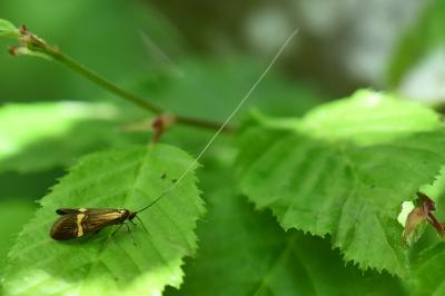 <i>Nemophora degeerella</i>
