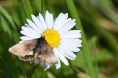 Noctuelle héliaque 