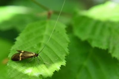 <i>Nemophora degeerella</i>