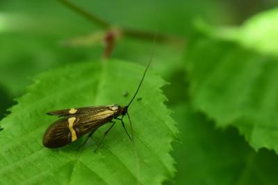<i>Nemophora degeerella</i>