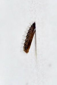 <i>Emmelina monodactyla</i>