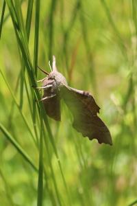 Sphinx du Peuplier 