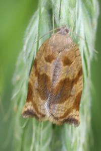 <i>Archips crataegana</i>