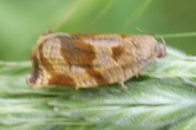 <i>Archips crataegana</i>