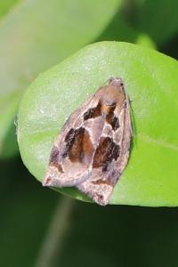 <i>Archips crataegana</i>