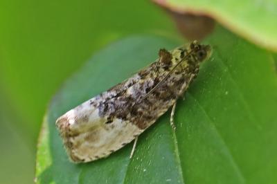 <i>Hedya nubiferana</i>
