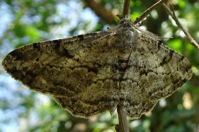 Peribatodes rhomboidaria rhomboidaria