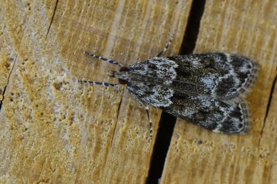 <i>Eudonia mercurella</i>