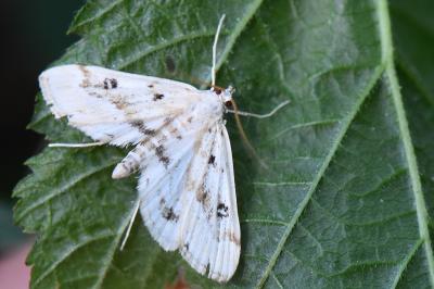 Parapoynx stratiotata