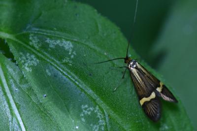 <i>Nemophora degeerella</i>