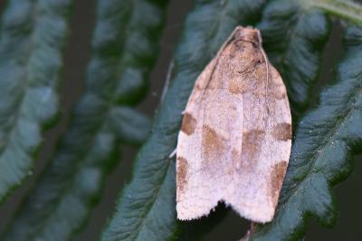 <i>Choristoneura hebenstreitella</i>