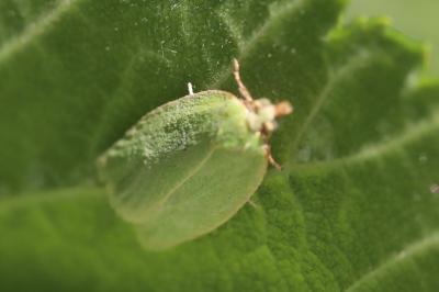 <i>Tortrix viridana</i>