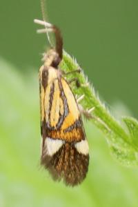 <i>Alabonia geoffrella</i>