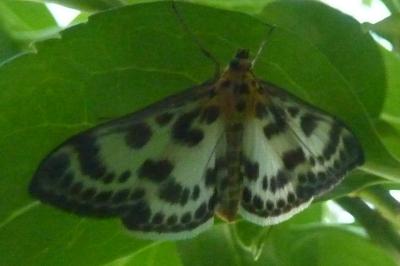 <i>Anania hortulata</i>
