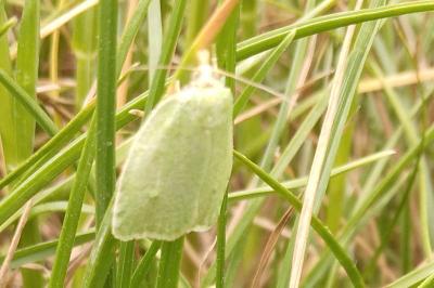 <i>Tortrix viridana</i>
