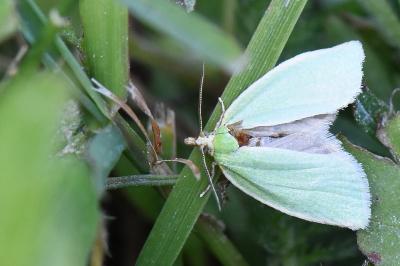 <i>Tortrix viridana</i>