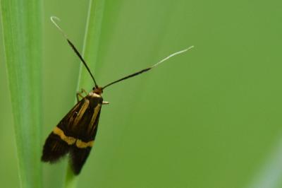 <i>Nemophora degeerella</i>