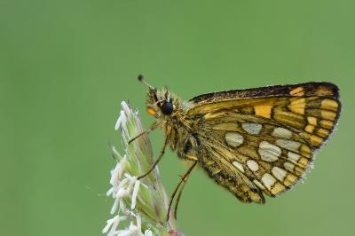 Hespérie du Brome 