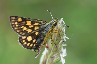 Hespérie du Brome 