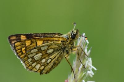 Hespérie du Brome 