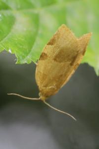 <i>Choristoneura hebenstreitella</i>