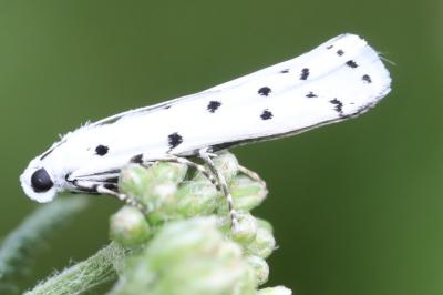 <i>Myelois circumvoluta</i>