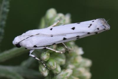 <i>Myelois circumvoluta</i>