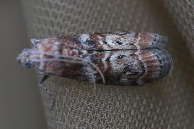 <i>Phycita roborella</i>