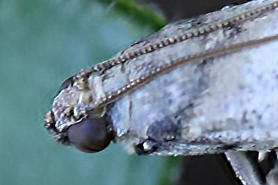 <i>Acrobasis fallouella</i>