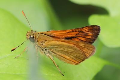 Sylvaine 