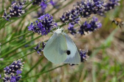 Pieris brassicae
