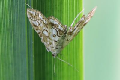 <i>Elophila nymphaeata</i>