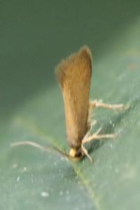 <i>Crassa unitella</i>