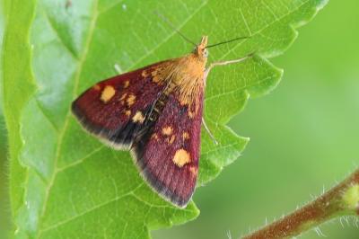<i>Pyrausta aurata</i>