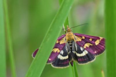 <i>Pyrausta purpuralis</i>