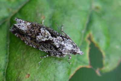 <i>Zeiraphera isertana</i>