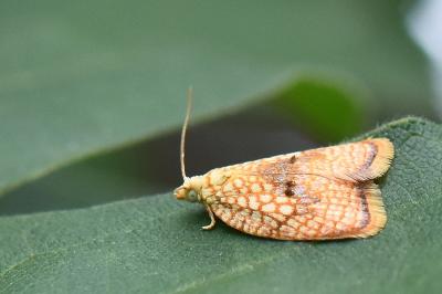 <i>Acleris forsskaleana</i>