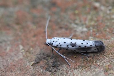 <i>Yponomeuta irrorella</i>