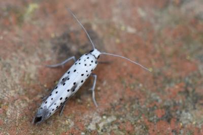 <i>Yponomeuta irrorella</i>