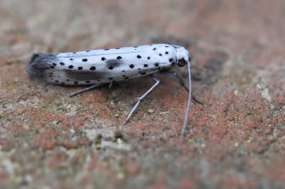 <i>Yponomeuta irrorella</i>