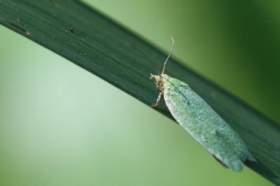 <i>Tortrix viridana</i>