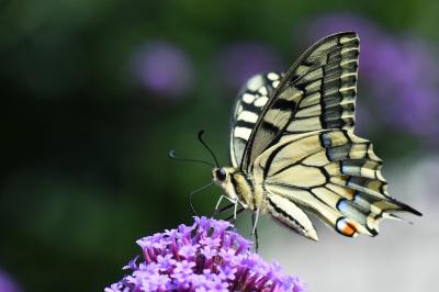 Machaon 