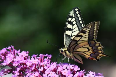 Machaon 