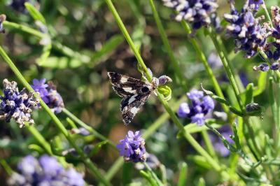 Noctuelle en deuil 